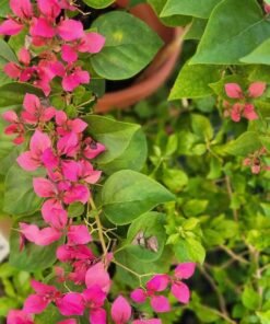 Bougainvillea Angel Wings