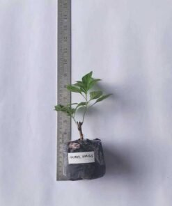 Alternative view of Bougainvillea Angel Wings