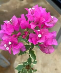 Bougainvillea Pink Batik