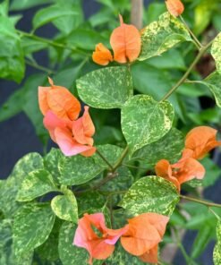 Bougainvillea Snow Orange