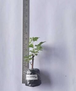 Alternative view of Bougainvillea Snow Orange