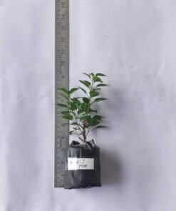 Alternative view of Bougainvillea 21 J Pink