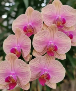 Phalaenopsis Ready to Flower Size Tropic Wonderland