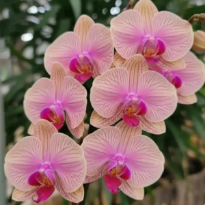 Phalaenopsis Ready to Flower Size Tropic Wonderland