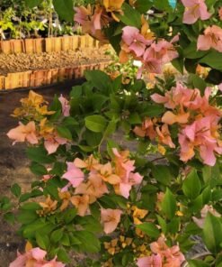 Bougainvillea Hugh Evans