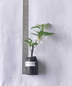 Alternative view of Bougainvillea Hugh Evans