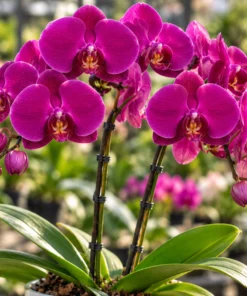 Ready to Flower Size Phalaenopsis Midnight Rambler