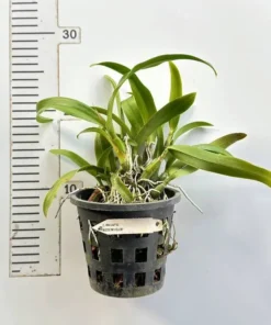 Alternative view of Cattleya Iwan Appleblossom'Yellow' Blooming size