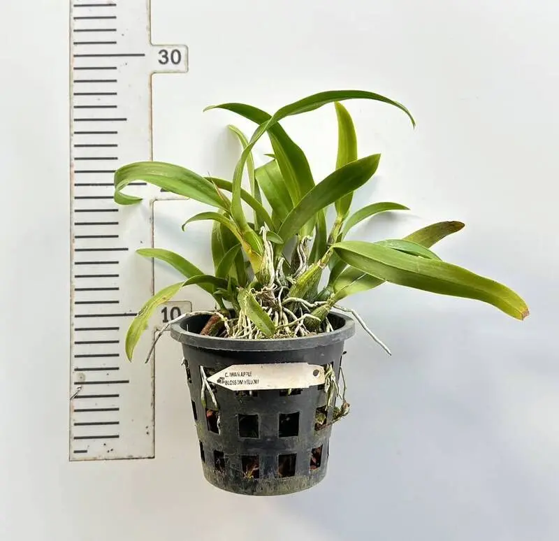 Cattleya Iwan Appleblossom'Yellow' Blooming size - Image 2