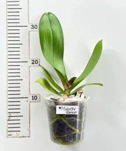 Alternative view of Ready to Flower Size Phalaenopsis Midnight Rambler