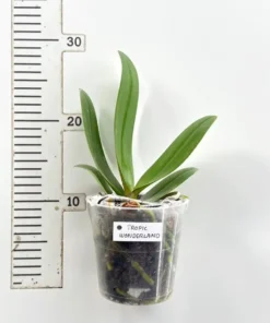 Alternative view of Phalaenopsis Ready to Flower Size Tropic Wonderland