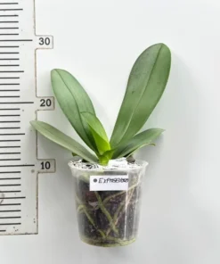 Alternative view of Phalaenopsis Ready to Flower Size Expressions