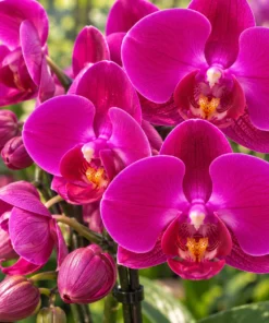 Ready to Flower Size Phalaenopsis Midnight Rambler
