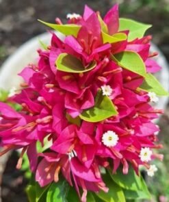 Bougainvillea 21 J Pink