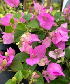 Bougainvillea Miss Holland Spotted