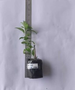 Alternative view of Bougainvillea Miss Holland Spotted