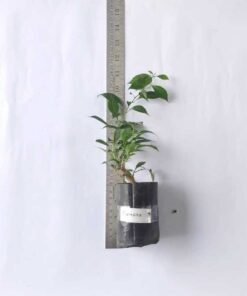 Alternative view of Bougainvillea Formosa