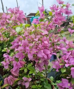 Bougainvillea Formosa
