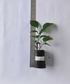 Alternative view of Bougainvillea Thima Red