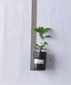 Alternative view of Bougainvillea Violet September