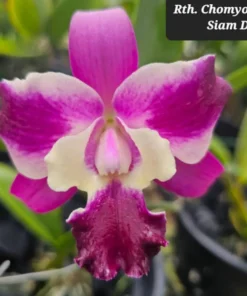 Cattleya Chomyong beauty x siam dragon Blooming size