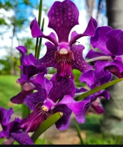 Vanda Hybrid Sun Blue