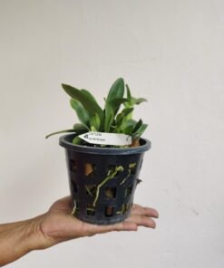 Alternative view of Cattleya Jairak starburst sunshine cahuzacara Blooming size