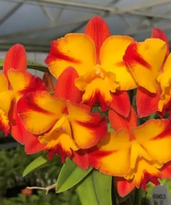 Cattleya Pleonpid crown amazing Seedling