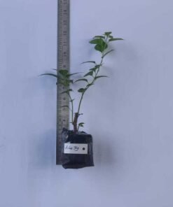 Alternative view of Bougainvillea Adas Joy