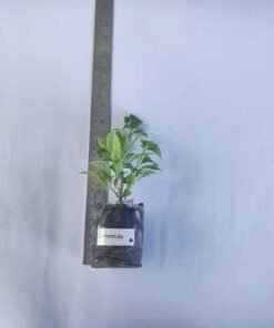 Alternative view of Bougainvillea Carmencita