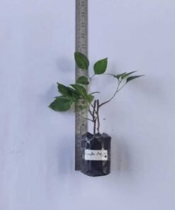 Alternative view of Bougainvillea Cendai Orange