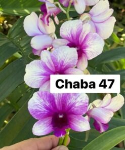 Chaba 47