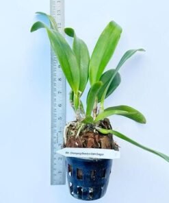Alternative view of Cattleya Chomyong beauty x siam dragon Blooming size