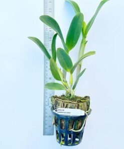 Alternative view of Cattleya Chomyong fairy Blooming size