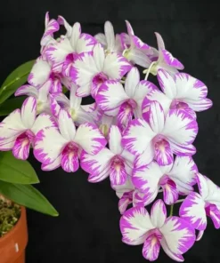 Ready to Flower Size Dendrobium Splash Compact