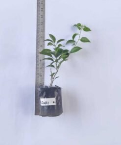 Alternative view of Bougainvillea Doki