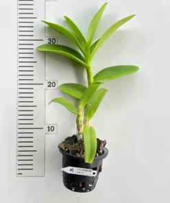 Alternative view of Ready to Flower Size Dendrobium Honey