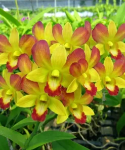 Ready to Flower Size Dendrobium Honey