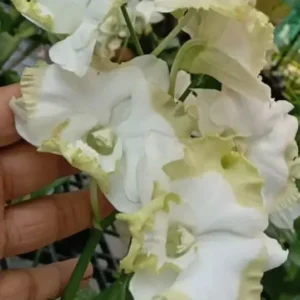 Ready to Flower Size Dendrobium Khaw Yik