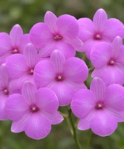 Ready to Flower Size Dendrobium Mini pink stripe 3 lips
