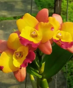 Cattleya Chomyong fairy Blooming size