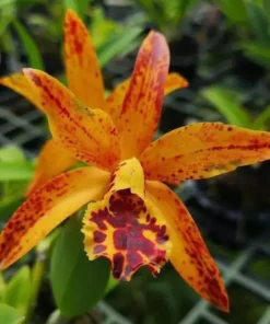 Cattleya Jairak starburst sunshine cahuzacara Blooming size