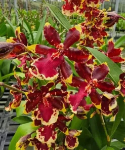 Wild Cat Golden Red Star Blooming Size