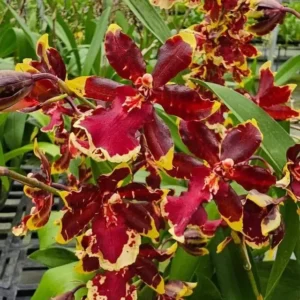 Wild cat golden red star blooming size