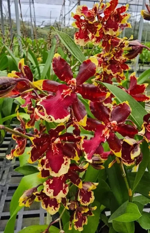 Wild cat golden red star blooming size