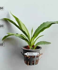 Alternative view of zygopetalum louisendorf blooming size