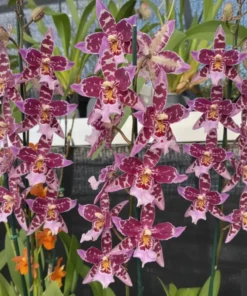 Beallara Kutchin blooming size