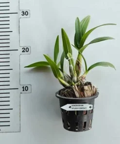 Alternative view of Ready to Flower Size Dendrobium Splash Compact