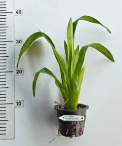 Alternative view of Wild Cat Golden Red Star Blooming Size