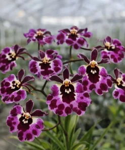 Tolumnia Firm Koromo